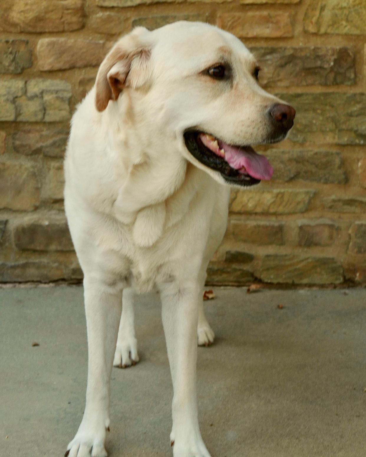 九游体育在线-球星宠物曝光：有明星范的狗狗的简单介绍